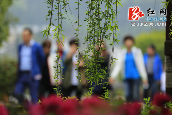 张家界武陵源：清明迎来春游热
