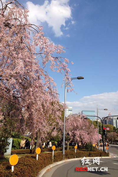 东京街道旁的樱花树群。