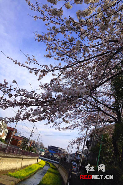东京樱花开放季节，油菜花也开放，粉黄交替，美不胜收。