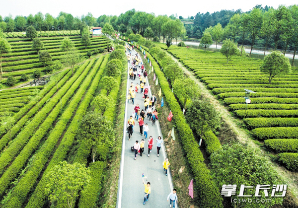 2016湘丰树德茶·礼文化节在长沙县金井镇举