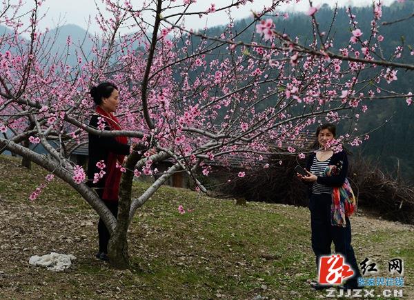 张家界天子山景区清明节现桃花仙境