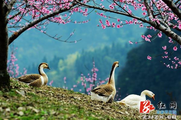 张家界天子山景区清明节现桃花仙境