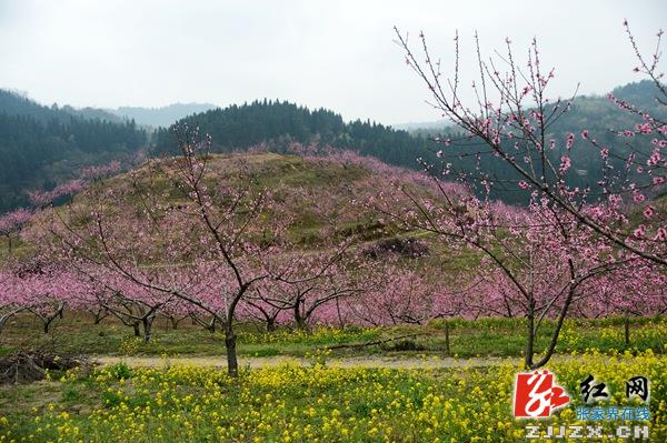 张家界天子山景区清明节现桃花仙境