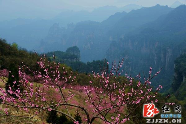 张家界天子山景区清明节现桃花仙境