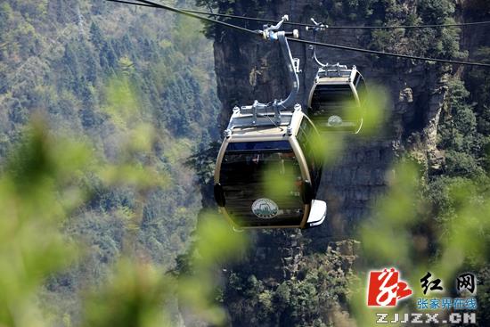 张家界天子山“土豪金”索道运行进入佳境