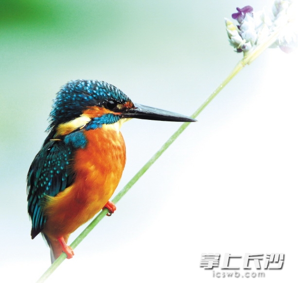 长沙住着219种鸟 你家门口有多少