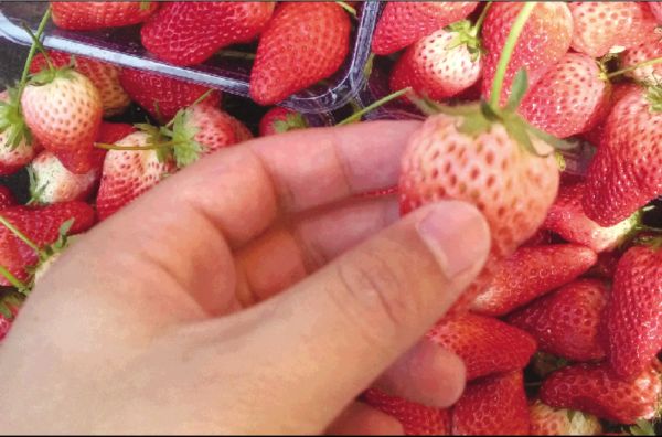“白屁股”草莓在市场上随处可见。