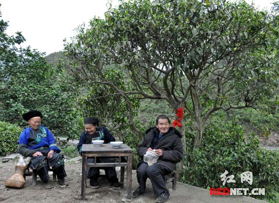 2010年红网记者前往保靖古茶园采访，拍摄到当地村民在400余年的“黄金一号古茶树”下喝茶畅聊。