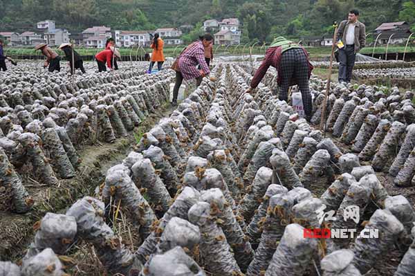 麻阳县江口墟镇田家湾村黑木耳扶贫产业园里农户忙采摘黑木耳。