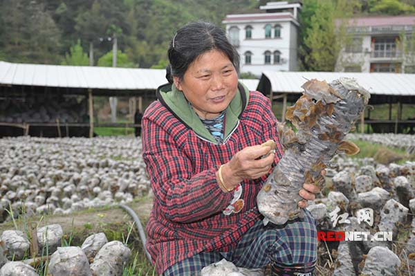 田家湾村农户对在家门口可实现打工赚钱很欣喜。