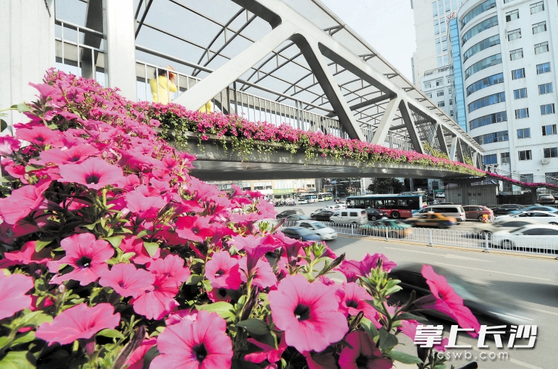 　　营盘路与蔡锷路交叉处附近的人行天桥上种上鲜花，成为城市一道靓丽的风景。长沙晚报记者 石祯专 摄