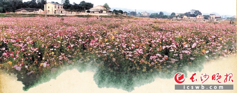 　　在望城的田间地头,去年播撒的免费菜籽、草籽已经开花。