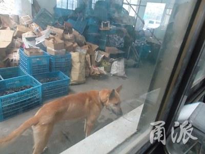 浙江一村民给牧羊犬洗澡 被狗咬掉手指吞进肚子