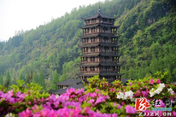 张家界武陵源万朵杜鹃扮靓“山门”迎游人