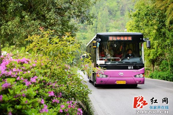 张家界武陵源万朵杜鹃扮靓“山门”迎游人