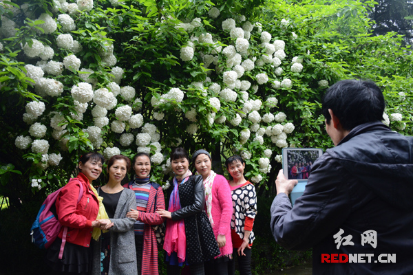 琼花又称聚八仙、蝴蝶花，目前已进入盛开期，引得市民争相在花下拍照留影。