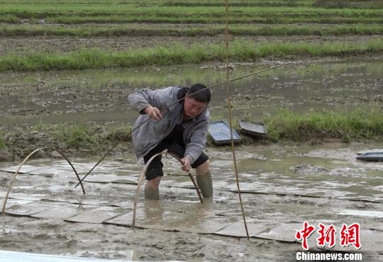 湖南一农民工返乡种田突破两千亩成“种粮状元”