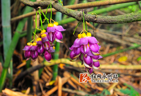禾雀花每朵花都像一只小小的麻雀，头、嘴、翼、尾“四脏”俱全，而花萼上的棕色绒毛就像麻雀的两只小眼睛，栩栩如生
