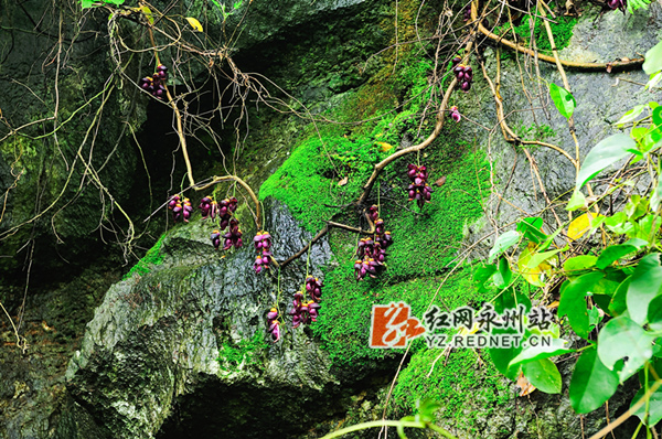 禾雀花攀爬栖息在峭壁上