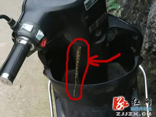 永定区：毒蛇钻进摩托车头 民警及时解危情