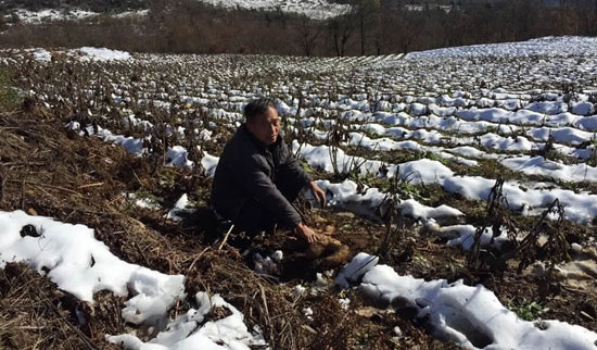 果农徒手将雪地里的雪莲果挖出