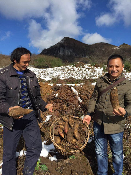 新鲜挖出的雪莲果