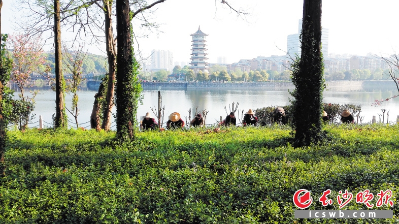 　　昨日，园林工人在年嘉湖畔铺种草坪，编织绿色，打造烈士公园新景观。长沙晚报记者 周柏平 摄