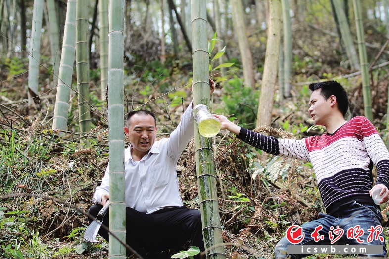 生态资源丰富的老桂村,何运行利用竹林开发竹酒。长沙晚报记者 颜开云 摄