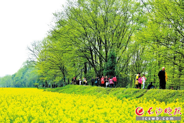 达浒镇达兴村游人如织。