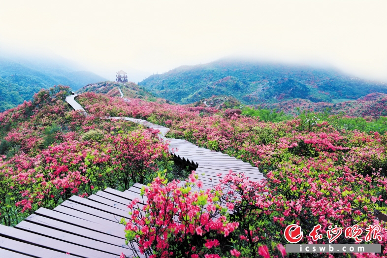 大围山上的杜鹃花海。长沙晚报通讯员 朱志云摄