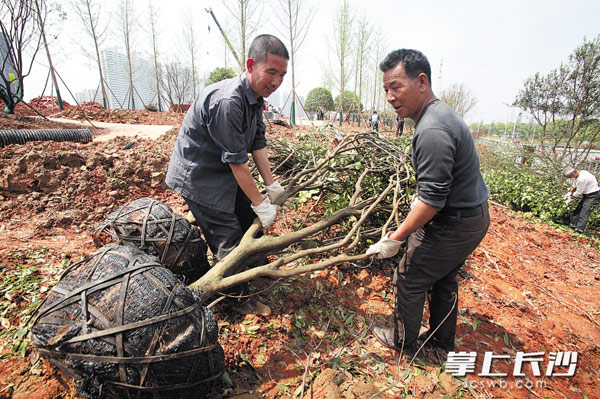 浏阳河滨河南路风光带忙碌的建设现场。长沙晚报　记者 周和平 摄