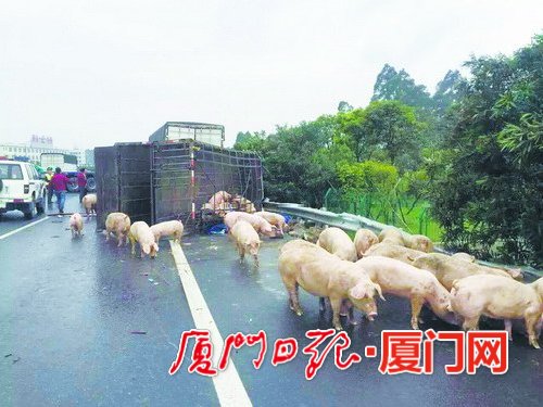 货车侧翻数十头猪“越狱”一头猪在应急道跑一公里