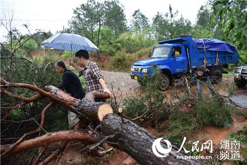 强风将大树刮倒，工作人员正在抢修道路 欧阳常海 摄