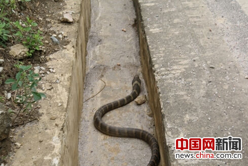 云南：眼镜王蛇钻进货车仪表盘 消防员帮驱逐