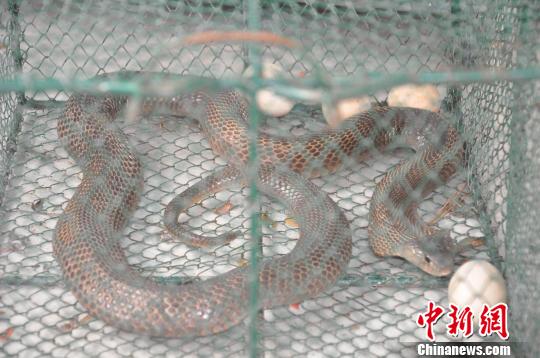 图为眼镜蛇和它吐出来的四个鸡蛋。　姚俊伟 摄