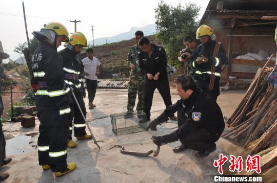 图为森警和消防擒获眼镜蛇。　姚俊伟　摄