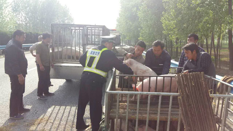 河南拉猪车高速侧翻 警民上演“擒猪大战”(组图)