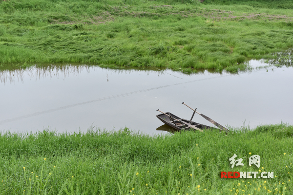 洞庭湿地一角的小舟。