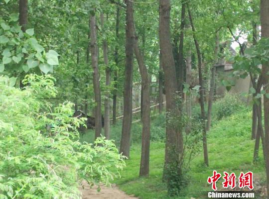 25日清晨，在绿树掩映下的卢其银家，仍被警戒线围绕。　刘林摄