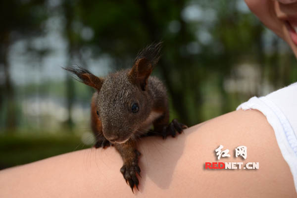 萌萌的松鼠爬上游客的手臂，很是可爱