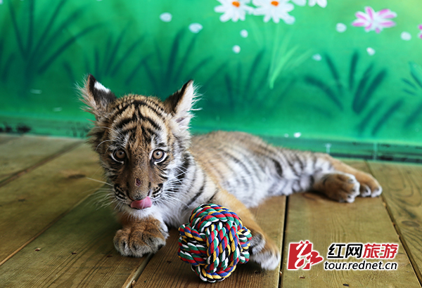 小老虎正在玩球。