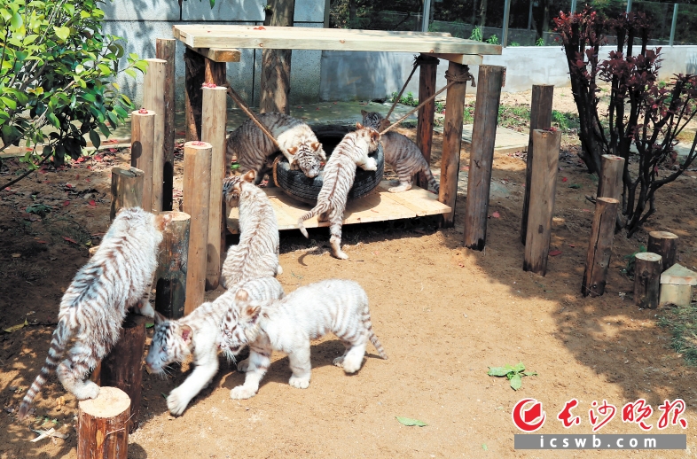 　　←“老虎幼稚园”内，小老虎玩耍时嗨翻了天。　　均为长沙晚报记者周柏平　　通讯员刘姝伶摄影报道