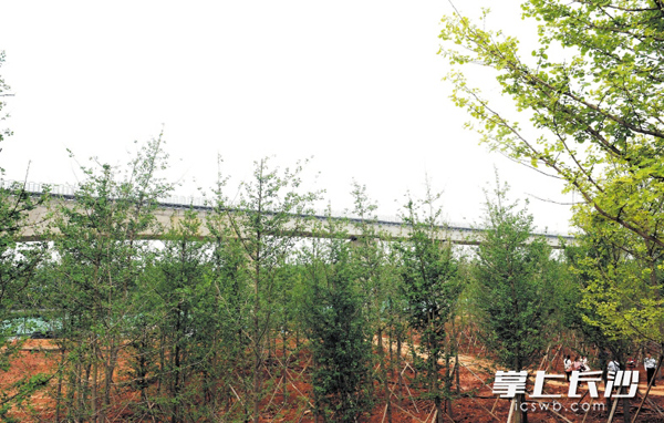 作为长沙形象的新窗口，磁浮快线两厢也正在按照四季常绿、四季有花，层叠错落有致的原则提升“颜值”。未来，磁浮沿线将现一条高品质的绿带。长沙晚报记者 周柏平 摄