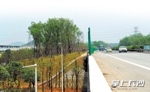 图为长沙高新区长常高速与绕城高速交会处，曾经被生活垃圾占据的荒野山坡，如今已经建成了高标准的绿化带。长沙晚报记者 周柏平 摄
