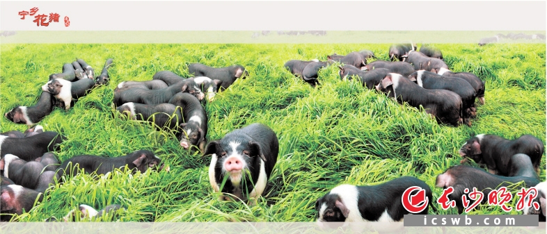 　　宁乡花猪已成为当地农民致富猪。