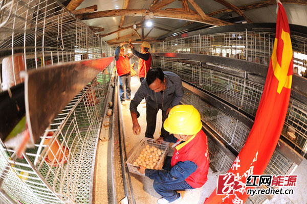 湘潭供电公司党员服务队队员正为孵化车间更换电暖灯泡