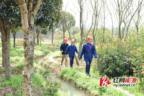 长沙县供电公司共产党员服务队正进行巡线工作