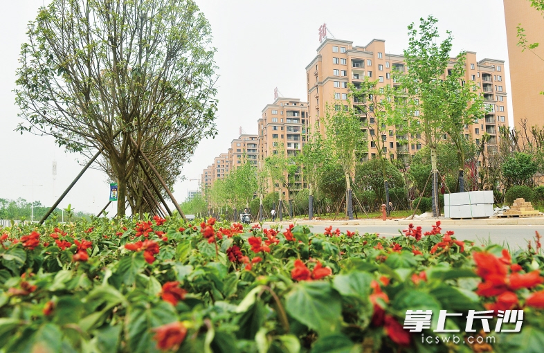 　　芙蓉南路林阴大道示范段绿意盎然。