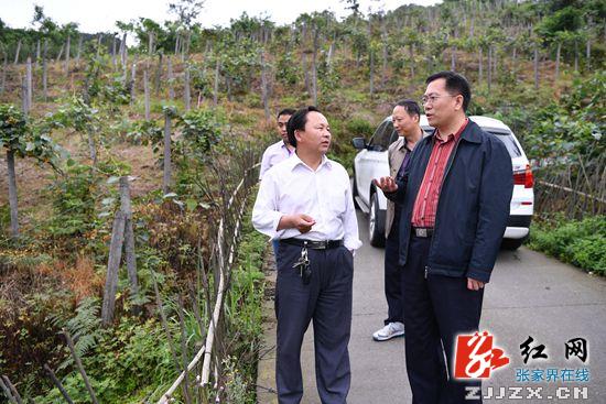 【警视窗】胡志文调研桑植县扶贫攻坚工作