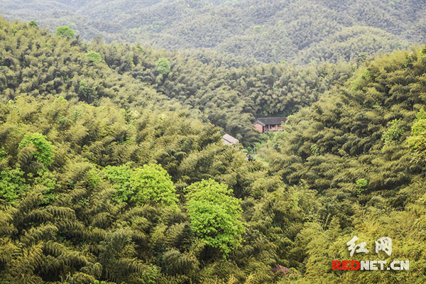 益阳桃江县桃花江竹海风景区。